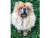PoulaTo: Όμορφη αγόρι chow chow